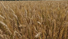 Алтайская пшеница, подкормка Эфика-Азот