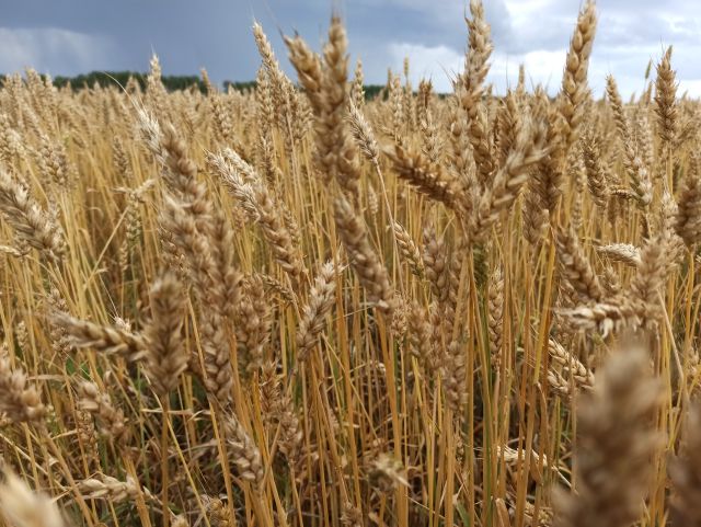 Алтайская пшеница, урожайность, подкормка Эфика Азот
